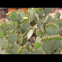 Opuntia Haematocarpa (fam Cactacees) (Sud des USA) (01)